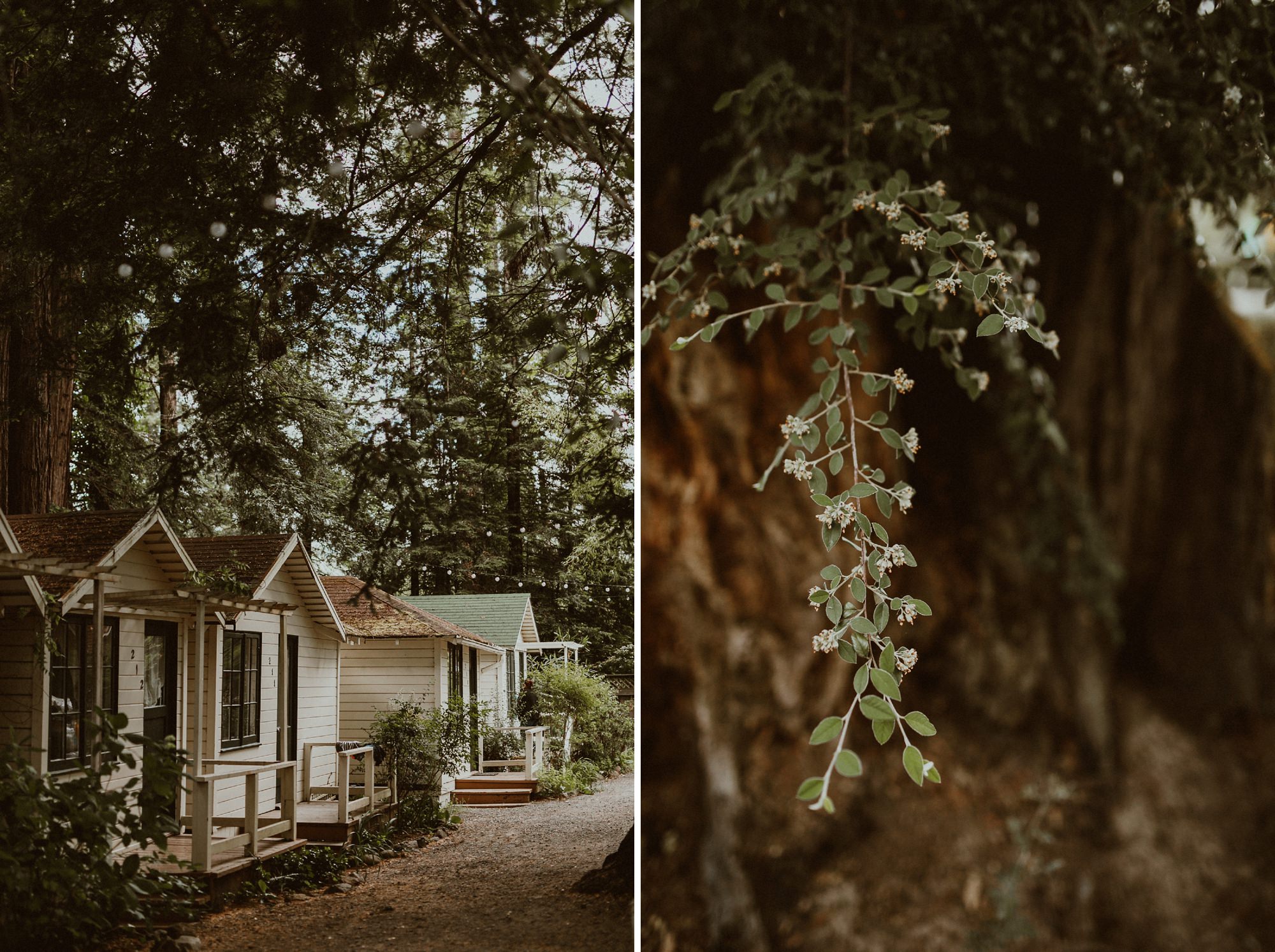 forest wedding at dawn ranch in northern california