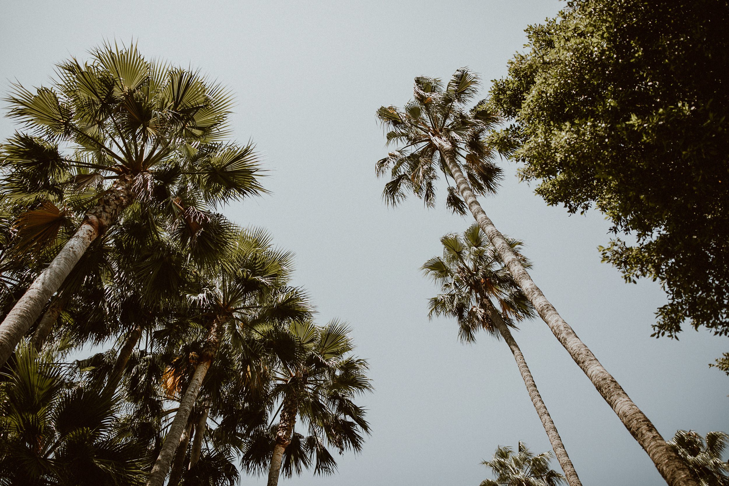 Beverly Hills Elopement Photos